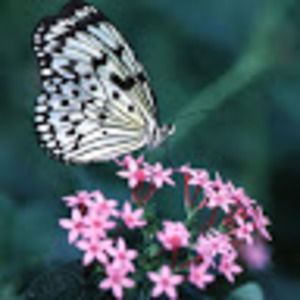 Meet your Posher, Deeba